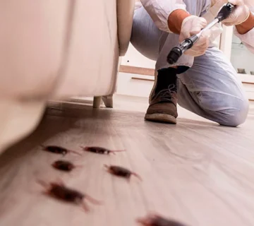 شركة مكافحة حشرات بالرياض