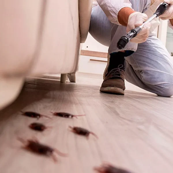 شركة مكافحة حشرات بالرياض