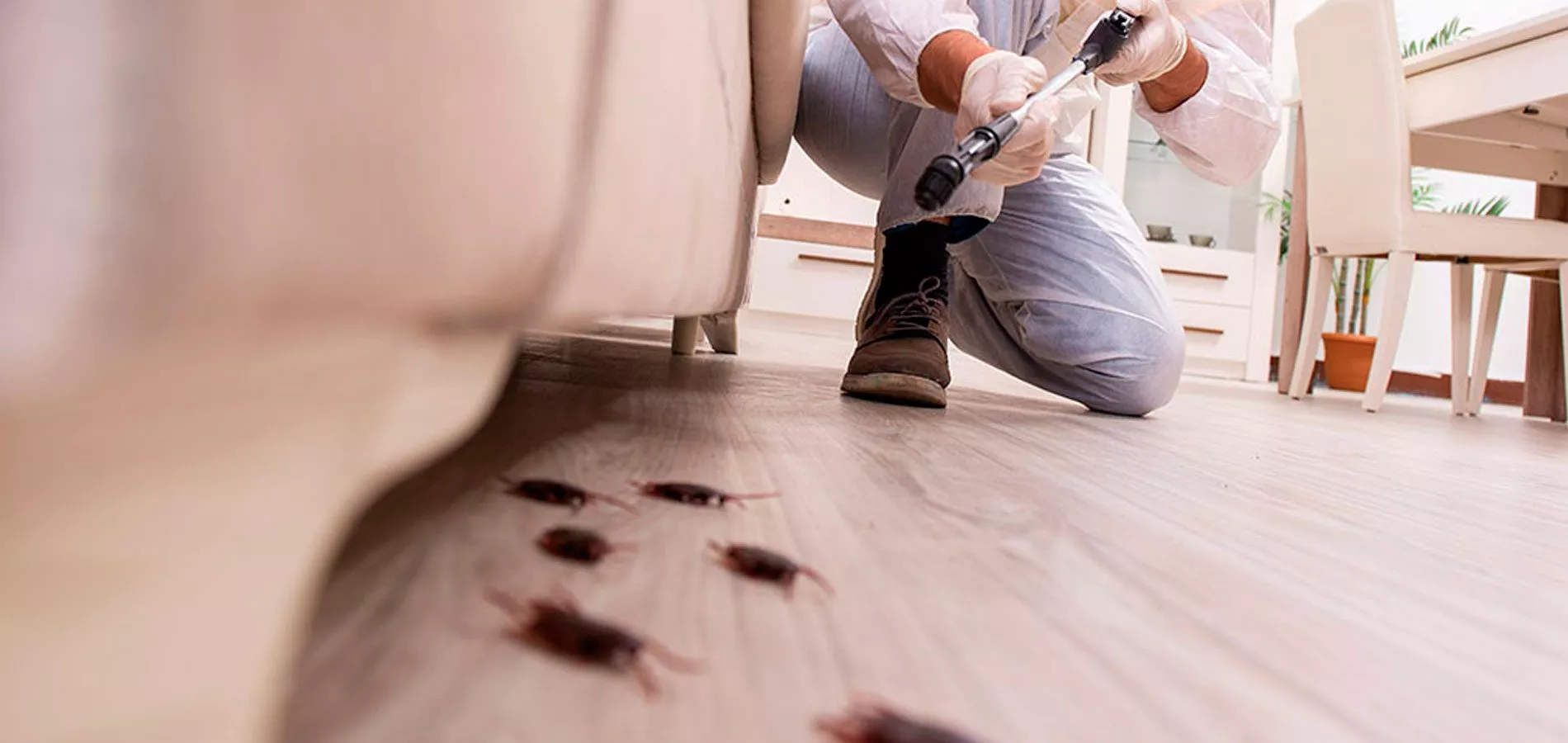 شركة مكافحة حشرات بالرياض