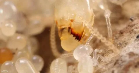 رش دفان بالرياض