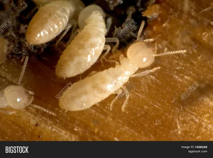 مكافحة الدفان بالخرج